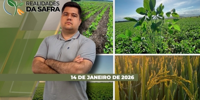 Colheita da soja avança pelo Brasil com regiões esperando boas produtividades