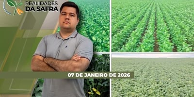 Lavouras de soja seguem se desenvolvendo em Campo Mourão/PR e Jataí/GO, com colheitas que devem começar em fevereiro