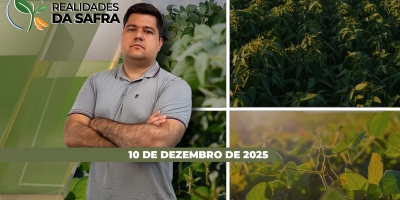 Chuvas irregulares causam desenvolvimento desuniforme da soja em Carazinho/RS e atrasam trabalhos no sul do Mato Grosso