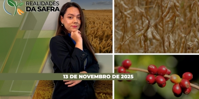 Soja se desenvolve bem do sul do Paraguai, enquanto fungos de solo preocupam produtores em Sertanópolis/PR