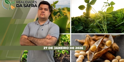 Colheita da soja avança com grandes produtividades em Palotina/PR e setor do arroz se mobiliza em Santa Catarina