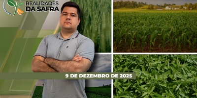 Lavouras de soja estão se desenvolvendo bem em Campo Novo do Parecis/MT e em Santa Catarina