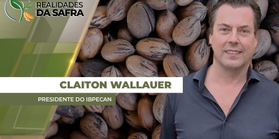 Após 2025 de recuperação, setor da noz-pecã espera aumento de produção em 2026