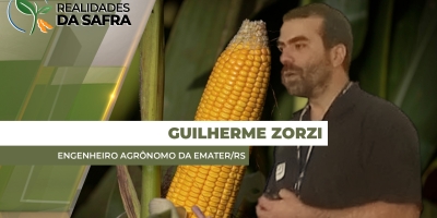Colheita do milho se aproxima de 20% com produtividades muito boas no Rio Grande do Sul