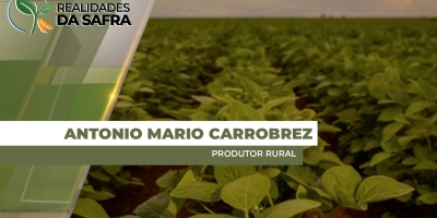 Soja apresenta atrofia mesmo após escarificação em área do Norte do Paraná, mas reage melhor em área com rotação de milho