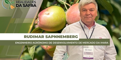 Safra de maçã começa a ser colhida com projeção de até 30% mais produção