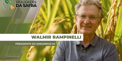 Com custo de R$ 75 a saca e preço de R$ 50, safra de arroz 26/27 deve ser comprometida