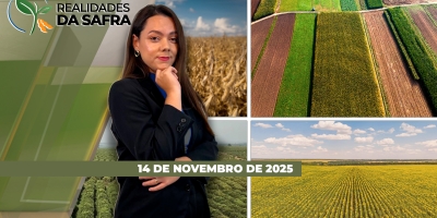 Início da safra no RS vem com chuvas fortes, enquanto no Norte do PR a falta de rotação impacta no desenvolvimento da soja