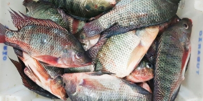 Cotação da tilápia registra leve alta nas principais regiões produtoras