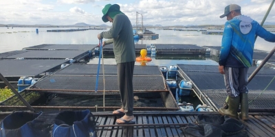 Tilápia do Castanhão: pesquisa da UFC impulsiona piscicultura do Ceará