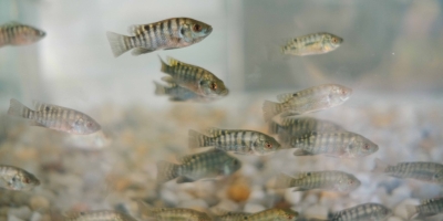 Preços da tilápia registram alta moderada nas principais regiões produtoras