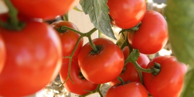 Tomate/Cepea: Safra de inverno se intensifica, e preços caem nos principais atacados