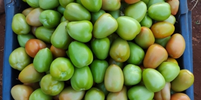 Clima adverso e pressão de doenças ampliam riscos na produção de tomate saladete