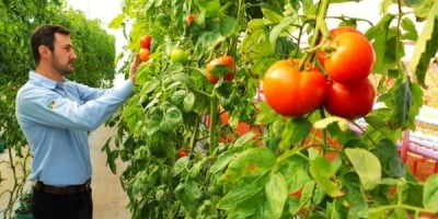 Tomate tem boa produção no Rio Grande do Sul
