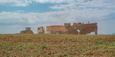 Clima seco, irrigação e indústria próxima: por que Goiás virou o centro do tomate industrial brasileiro