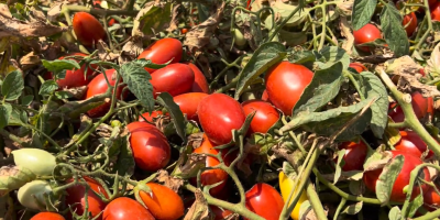 Projeção para produção brasileira de tomate industrial cai 8% após impactos da chuva em Goiás e São Paulo