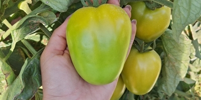 Qualidade do fruto define quanto da produção de tomate chega ao mercado