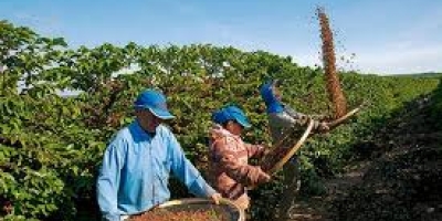 Senado aprova projeto que permite ao trabalhador safrista o direito de receber benefícios sociais