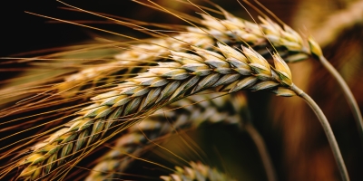 Trigo inicia a sexta-feira em baixa na Bolsa de Chicago