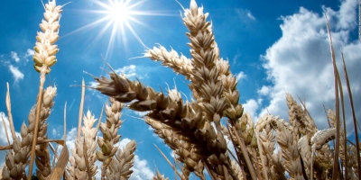 Trigo abre a semana em queda na Bolsa de Chicago