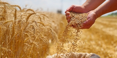 Trigo fecha em alta na CBOT nesta quinta-feira (26) com ajuste técnico e clima nos EUA no radar