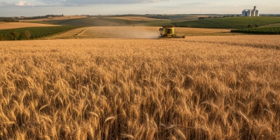 Trigo inicia sexta-feira (27) em alta na Bolsa de Chicago com clima e oferta no radar