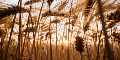 Trigo encerra semana com leve queda em Chicago e mercado brasileiro segue sustentado