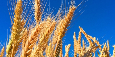 Trigo fecha em baixa nesta quarta-feira (25) na Bolsa de Chicago