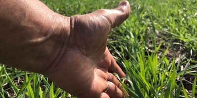 Trigo pode ganhar até 423 kg/ha com manejo fisiológico em ano de El Niño
