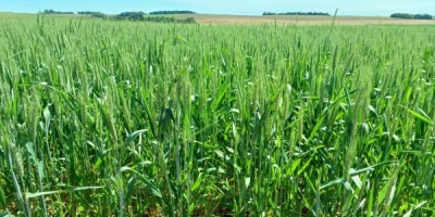 Florescimento do trigo começa no Rio Grande do Sul