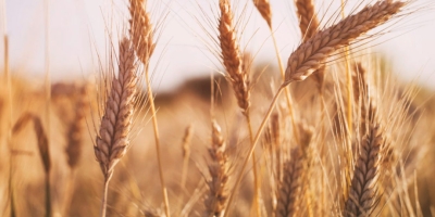 Trigo/Cepea: Clima deixa produtores em alerta