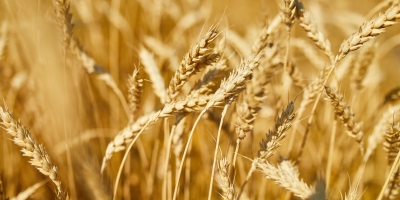 Trigo/Cepea: Mesmo com colheita atrasada, preços seguem em queda