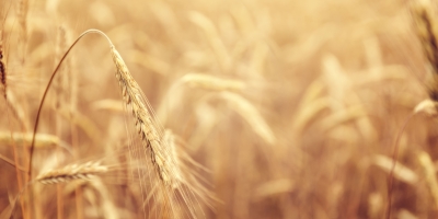 Colheita do trigo é finalizada no RS