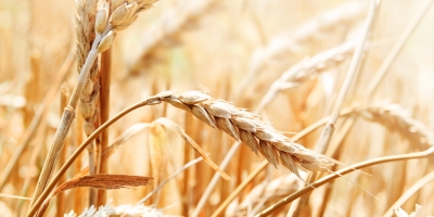 Brasil caminha para maior importação de trigo da história; especialistas debatem em Curitiba