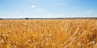 Trigo abre terça-feira com leve alta em Chicago