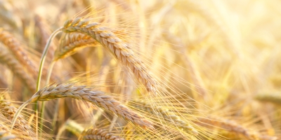 Trigo recua em Chicago no fim da semana, mas oferta restrita mantém mercado brasileiro firme