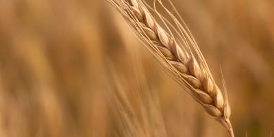 Trigo abre semana em queda na Bolsa de Chicago com mercado atento ao cenário global de oferta