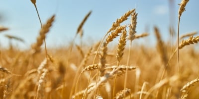 Safra de trigo da Argentina deve atingir recorde de 25,5 mi t, diz bolsa