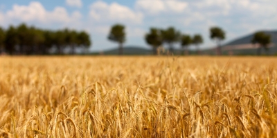 Trigo sobe forte na Bolsa de Chicago nesta 6ª feira (6) com mercado atento às tensões internacionais