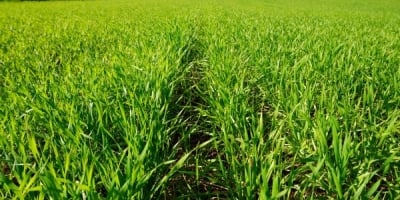 Trigo inicia a 2ª feira em alta em Chicago com atenção voltada à oferta global