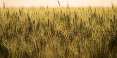 Trigo recua em Chicago, mas cenário no Brasil e Argentina mantém alerta no mercado