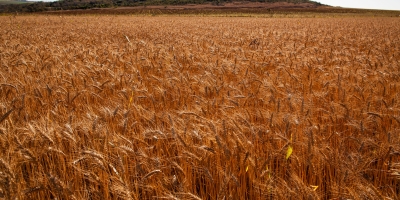 Geopolítica e logística redefinem rotas e competitividade no mercado global de trigo