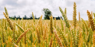 Trigo argentino ganha competitividade global e pode impactar custo de importação no Brasil