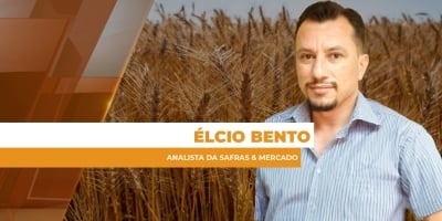 Pressão de oferta: Entrada de uma safra recorde no mercado mantém a tendência de queda nos preços do trigo