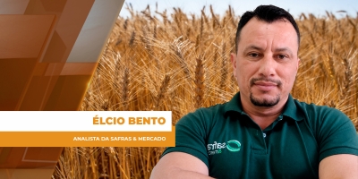 Trigo inicia safra sob pressão entre clima, custos altos e incertezas globais
