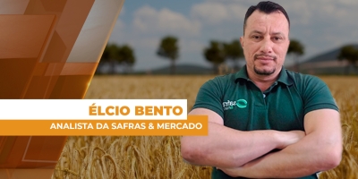 Plantio do trigo avança no sul do país e mercado interno com preços pressionados