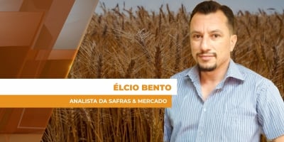 Cotações pressionadas para o trigo desestimulam investimentos significativos