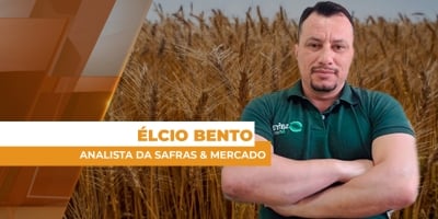 Brasil terá maior necessidade de importação de trigo desde a safra 2006/2007 e fôlego vem de preços internacionais pressionados
