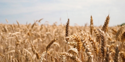 Cultivo do triticale no Cerrado amplia oportunidades para a indústria de alimentos