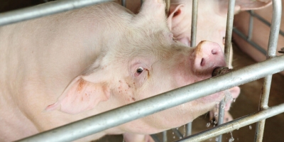 Febre aftosa avança na Grécia e pressiona produtores locais